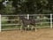 Annuncio cavallo