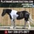 Annuncio cavallo