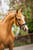 Horse ad