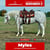 Paardadvertentie