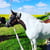 Horse ad