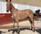 Horse ad