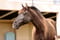 Annuncio cavallo