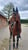 Annuncio cavallo