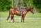 Horse ad