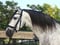 Horse ad