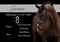 Horse ad
