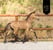 Pferdeinserat