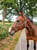 Horse ad
