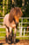 Horse ad