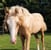 Horse ad