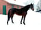 Horse ad