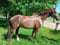 Anuncio de caballos