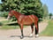 Annonce cheval