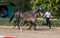 Annuncio cavallo