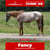 Horse ad