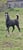 Pferdeinserat