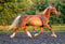 Horse ad