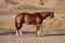Horse ad