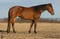 Horse ad