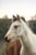 Horse ad