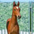 Annuncio cavallo