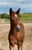 Horse ad