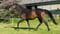 Annuncio cavallo