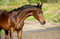 Horse ad
