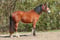 Paardadvertentie