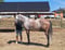 Horse ad