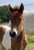 Anuncio de caballos