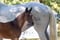 Horse ad
