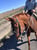 Anuncio de caballos