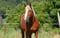 Annuncio cavallo