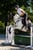 Annuncio cavallo