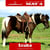 Horse ad