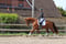 Horse ad