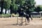 Horse ad
