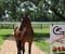 Annonce cheval
