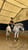 Horse ad