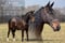 Annuncio cavallo