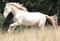 Annuncio cavallo