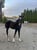 Annuncio cavallo