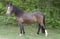 Horse ad