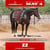 Horse ad