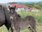 Annuncio cavallo