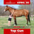 Horse ad