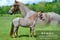 Annuncio cavallo