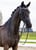 Horse ad